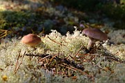 IMG_1231