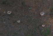 IMG_6236