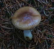 IMG_6237