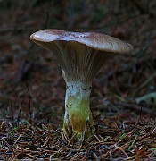 IMG_6239