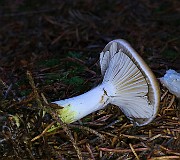 IMG_6241
