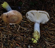 IMG_6244