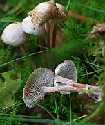 IMG_1907