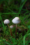 IMG_1909