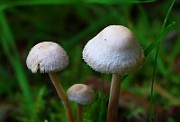 IMG_1909b