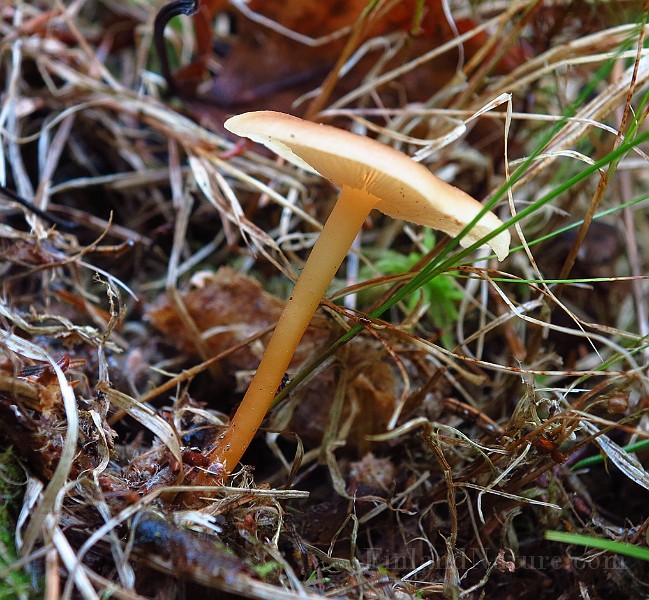 IMG_1935.JPG -                                