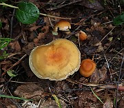 IMG_0929