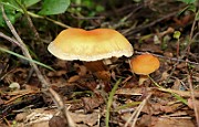 IMG_0931