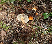 IMG_0934