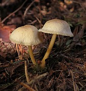 IMG_1117