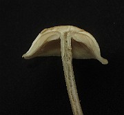 IMG_1126