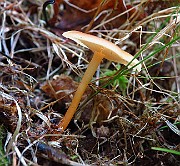 IMG_1935
