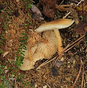 IMG_7733