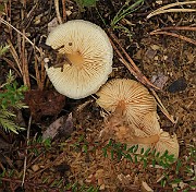 IMG_7734