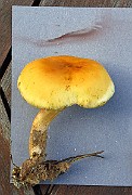 IMG_9602