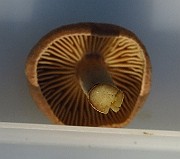 IMG_2176