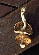 IMG_2464