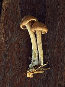 IMG_2467
