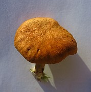 IMG_2832