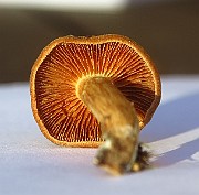 IMG_2833