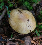 IMG_0953
