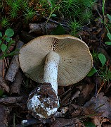 IMG_0954