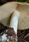 IMG_0955