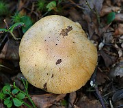 IMG_0956