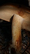 IMG_0958