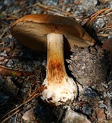 IMG_0959