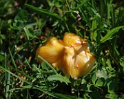 IMG_1736