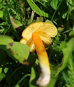 IMG_1742