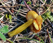 IMG_3770