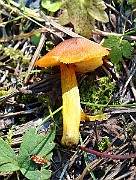 IMG_3771