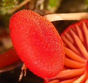 IMG_2799