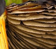 IMG_2732