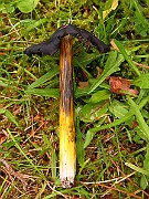 IMG_2733