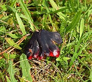 IMG_2741