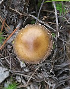 IMG_0087