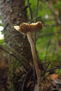 IMG_2433