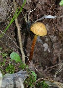 IMG_5986