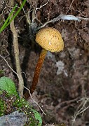 IMG_5987