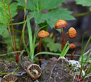 IMG_5994