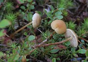 IMG_7366