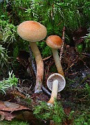 IMG_0827
