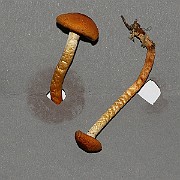 IMG_0900