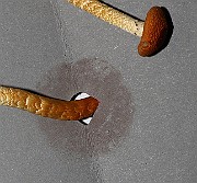 IMG_0901