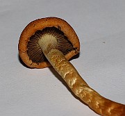 IMG_0902