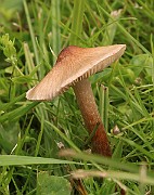 IMG_0668