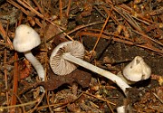 IMG_1617